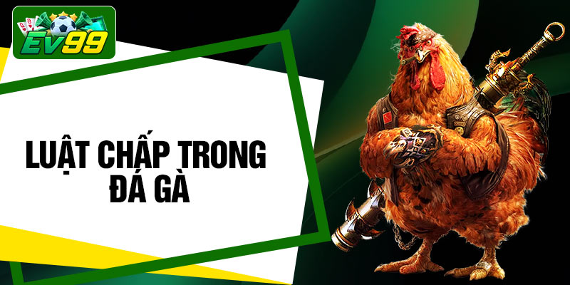 Luật Chấp Trong Đá Gà